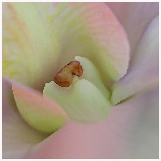 Softly - Day 5 
