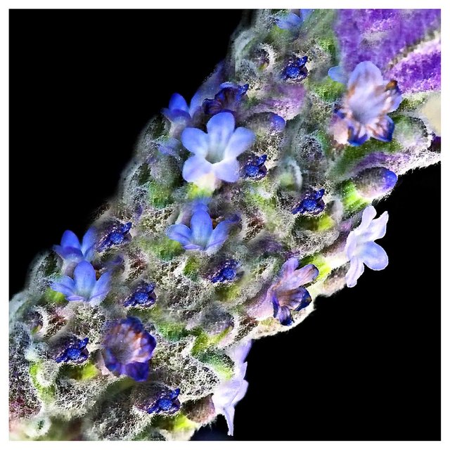 LAVENDER STEM - Day 20