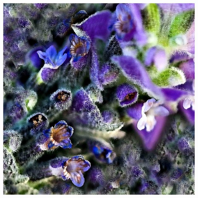LAVENDER MIST - Day 21