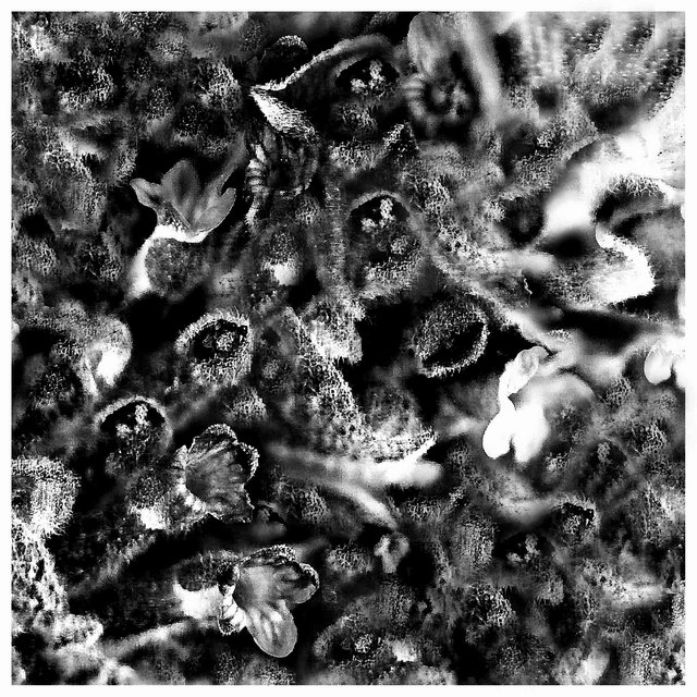 Lavender B&W - Day 21