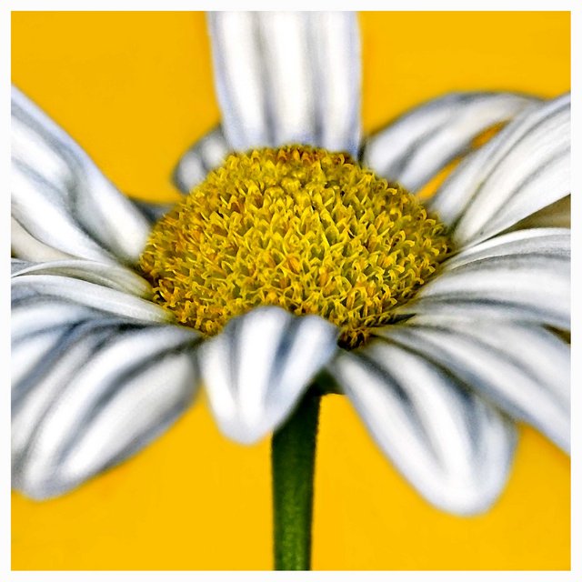 DAISY PETALS - Day 28
