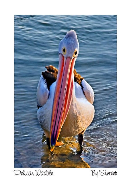 Pelican Waddle