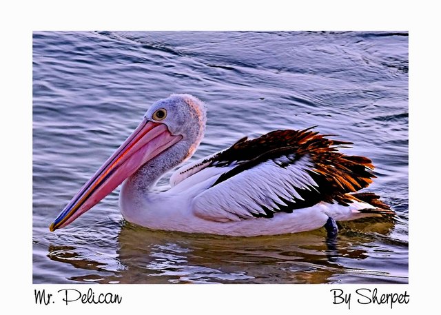 Mr. Pelican