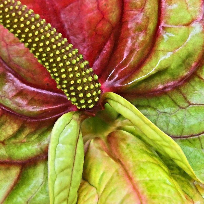 Anthurium Lily