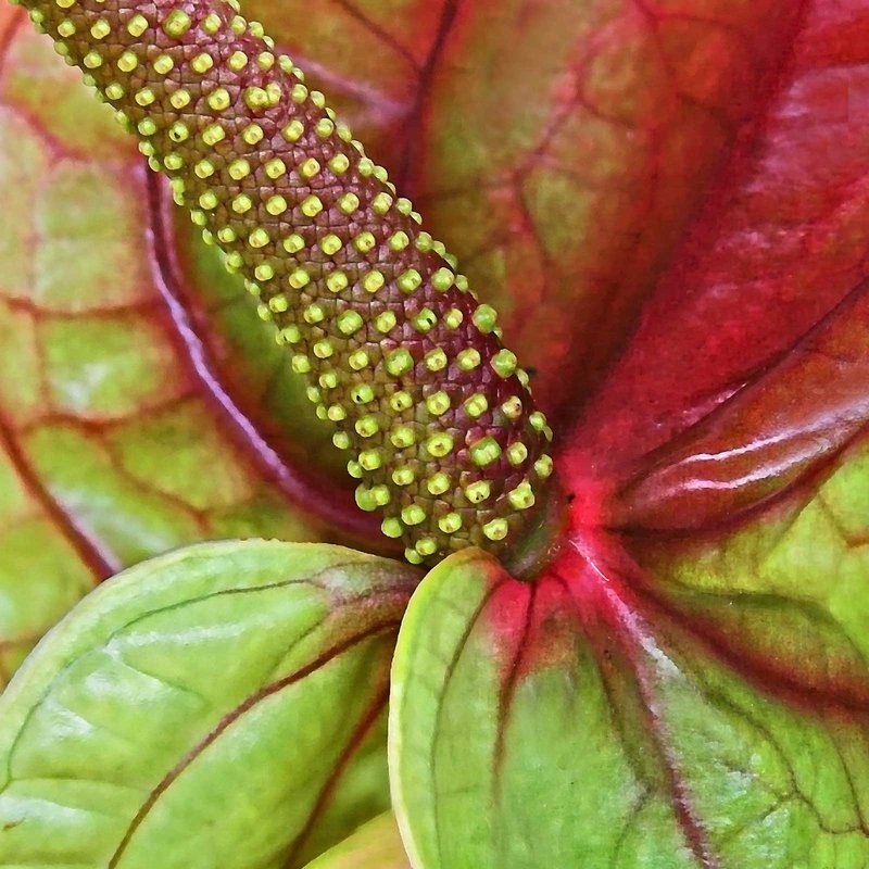 Anthurium 'Flamingo' Lily