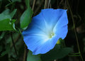 Morning Glory