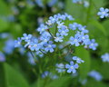 Macro Blue Flowers