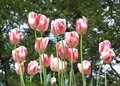 Pastel Tulips