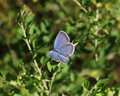 Tiny Butterfly