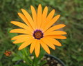 Orange Symphony