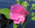 Pink Wildflower