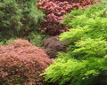 Merging Trees