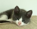 Exton Kitten