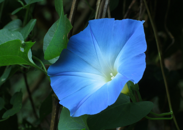 Morning Glory