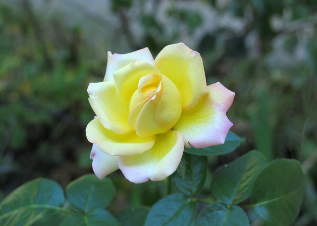 Yellow Rose