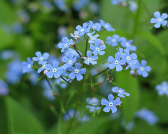 Macro Blue Flowers