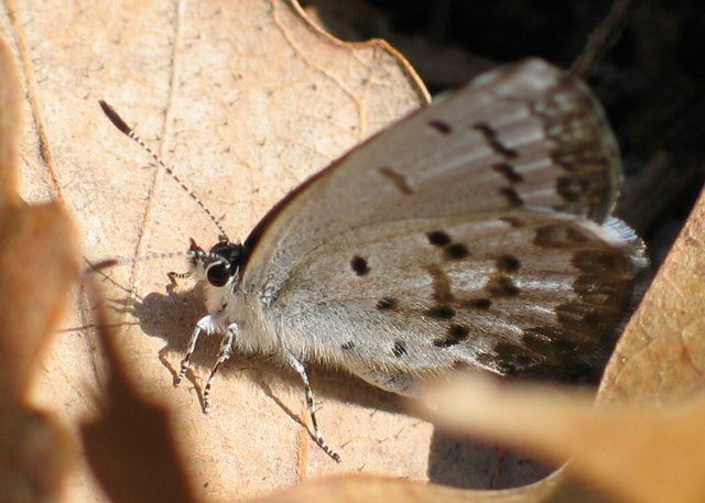 Leaf Suntan
