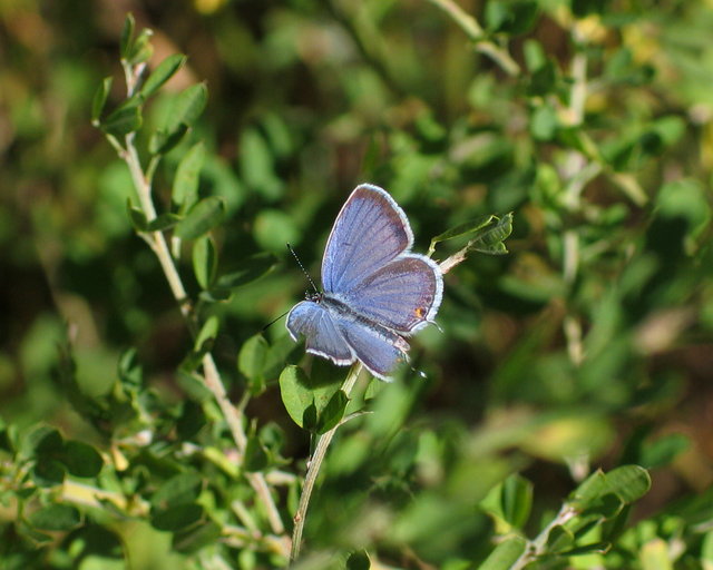 Tiny Butterfly
