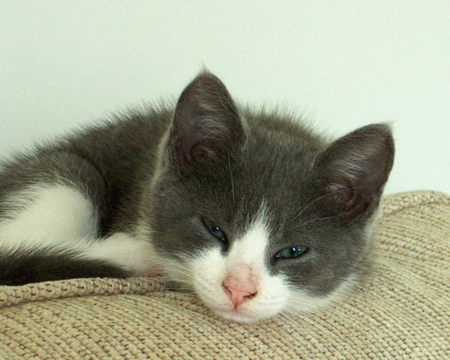Exton Kitten