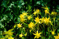 Some Yellow Flowers