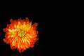 Test Flower