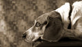 IMG_7503-01_BW_dpc.jpg