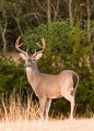 deer_fract_dpc.jpg