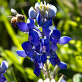 Bee on Bluebonnet