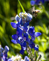Bee on Approach #2
