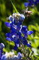 Bee on Approach #1