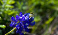Yellow Bug
