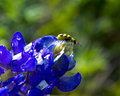 Yellow Bug (a little closer)