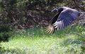 Turkey Vulture @ 70-200