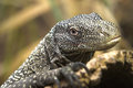 Monitor Lizard