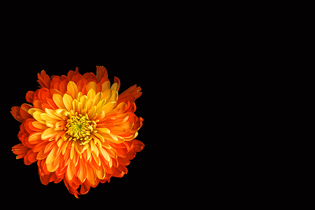 Test Flower