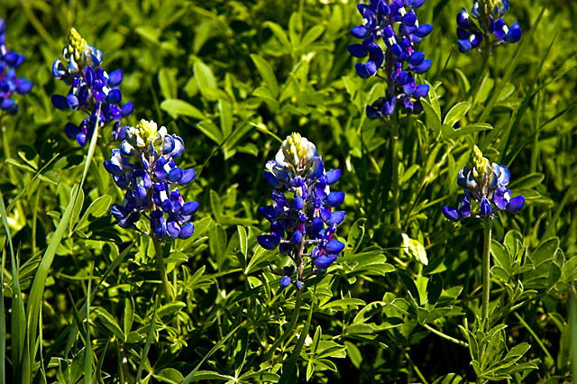 Bluebonnets #1