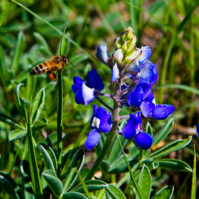 Bluebonnet #2 (and bee)