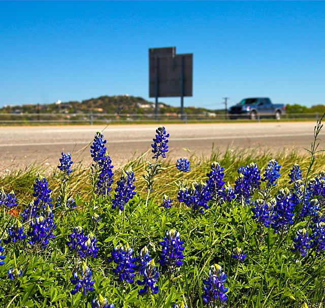 Bluebonnet #3 (IH-10)