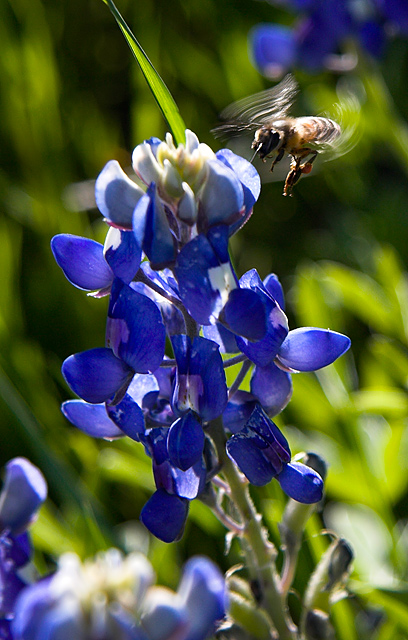 Bee on Approach #1