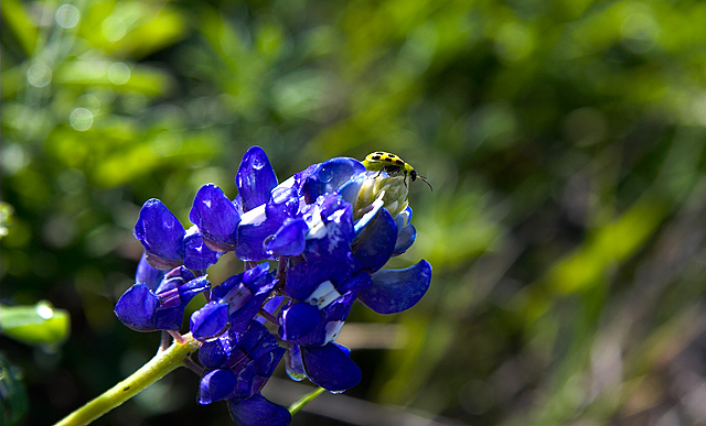 Yellow Bug
