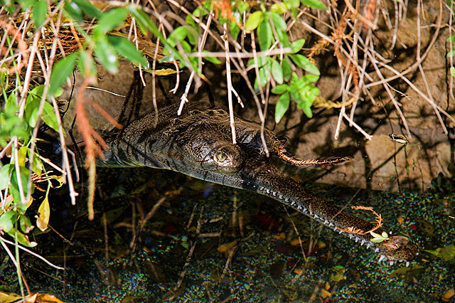 Lurking