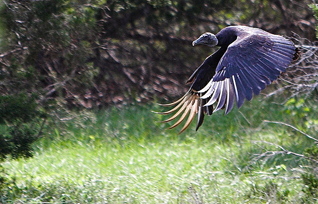 Turkey Vulture @ 70-200
