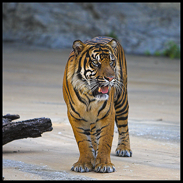 Tiger #1