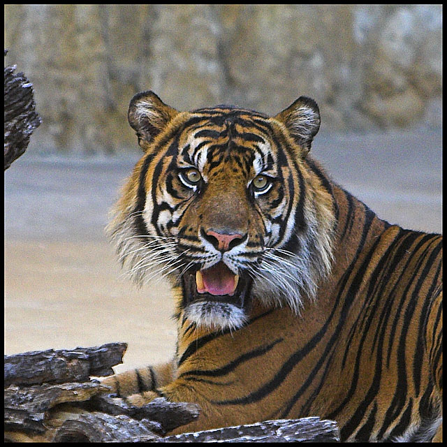 Tiger #2
