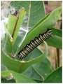 Monarch Caterpillar