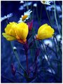 Ornothera thru a Blue Filter