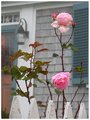 Fall Roses