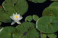 A Frogs Garden