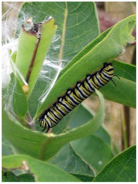 Monarch Caterpillar