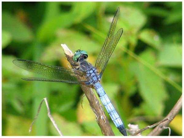 Swift Long-Winged Skimmer